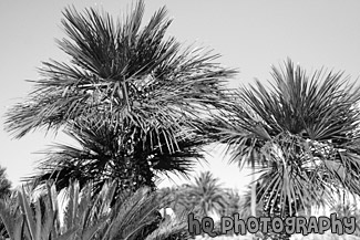 Palm Trees & Blue Sky Up Close black and white picture