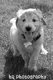 Goldendoodle Puppy Panting black and white picture