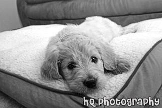 Goldendoodle Puppy on Bed black and white picture