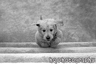 Puppy Running up Stairs black and white picture