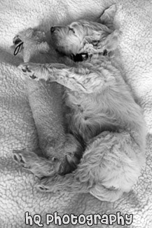 Goldendoodle Puppy Sleeping black and white picture