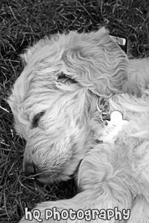 Puppy Sleeping black and white picture