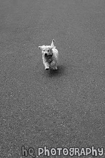 Goldendoodle Puppy Running on Payment black and white picture