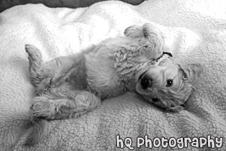 Goldendoodle Puppy Belly Up black and white picture