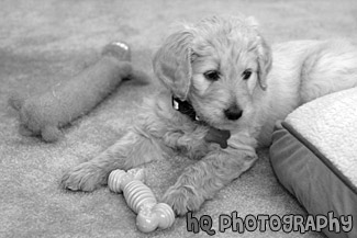 Goldendoodle Puppy with Toys black and white picture