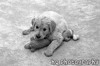 Cute Goldendoodle Puppy black and white picture