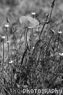 Orange Poppy Flower in Brush black and white picture