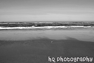 Tennis Ball on Ocean Beach black and white picture