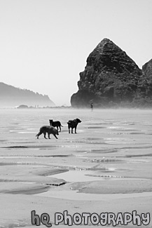 Dogs on Sand and Beach black and white picture