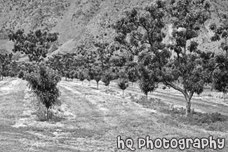 Rows of Apple Trees black and white picture