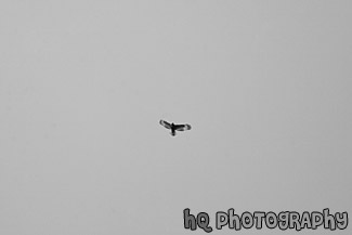 Bird Flying in Blue Sky black and white picture