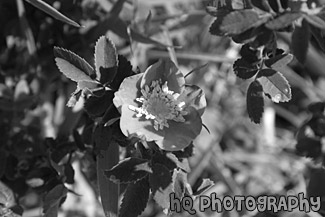 Pink Flower in Sun & Shade black and white picture