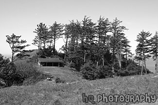 Tall Trees Along Oregon Coast black and white picture