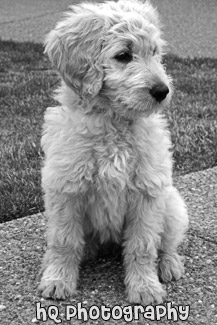Goldendoodle Puppy Sitting black and white picture