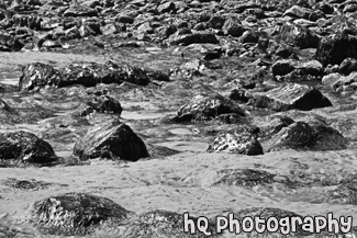 Rocks & Seaweed on Beach black and white picture