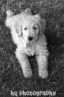 Goldendoodle Puppy Laying on Grass black and white picture