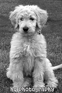 Goldendoodle Puppy Dog Sitting black and white picture