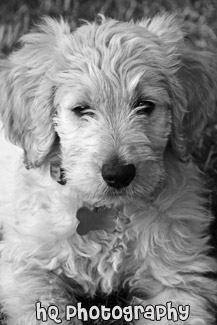 Puppy Face Close Up black and white picture