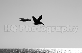 Two Pelicans Flying in Florida black and white picture