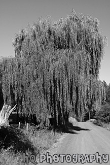 Willow Tree black and white picture