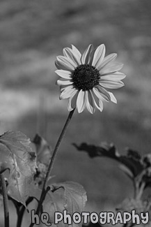 Sunflower black and white picture