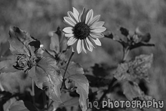 Yellow Sunflower black and white picture