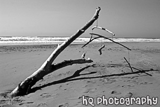 Tree Branches & Strings on Beach black and white picture