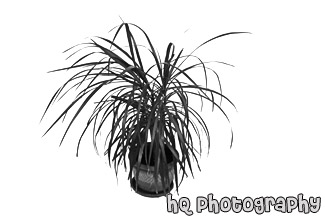Plant on White Background black and white picture