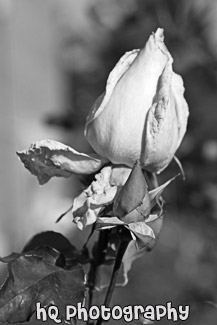 Pink Flower in Bloom black and white picture