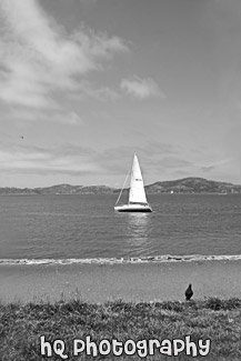 White Sailboat & Bird on Shore black and white picture