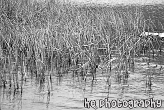 Grass in Beach Water black and white picture