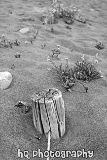 Wire Fence Buried in Sand black and white picture