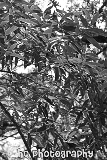 Tree Leaves black and white picture