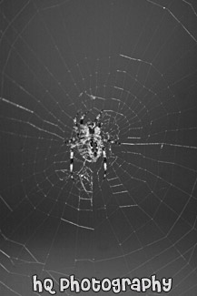 Spider Legs Sprawled black and white picture