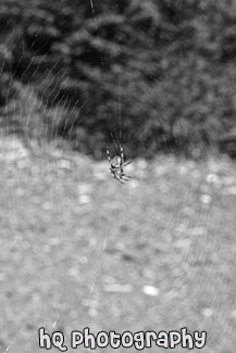 Black & Brown Spider in Web black and white picture