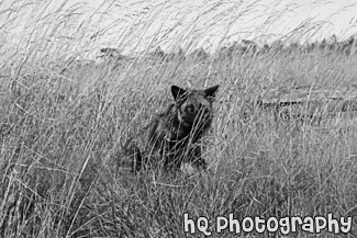 Black and Gray Fox in Field black and white picture