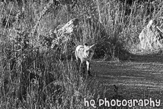 Brown and White Fox black and white picture