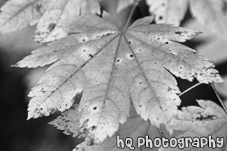 Green Leaf Changing Color black and white picture