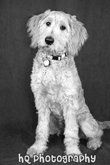 Goldendoodle Puppy Portrait black and white picture