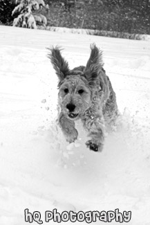 Goldendoodle Puppy Running in Snow black and white picture