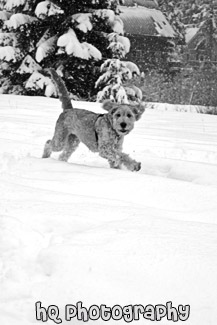 Puppy Playing in Snow black and white picture