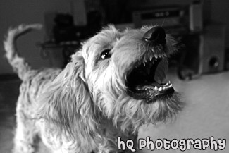Puppy Dog Showing Teeth black and white picture