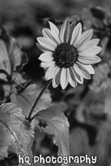 Sunflower Close Up black and white picture