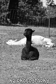 Black  & White Alpacas Laying Down black and white picture