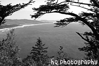 Oregon Coast Through Trees black and white picture