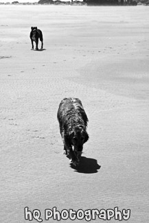 Two Dogs Walking on Beach black and white picture