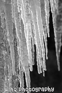 Icicles Up Close black and white picture