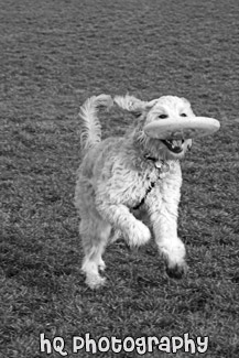 Goldendoodle & Frisbee black and white picture