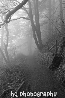 Foggy Trail black and white picture