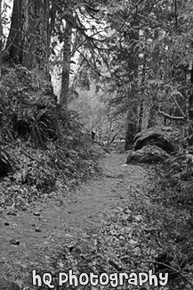 Nature Trail black and white picture